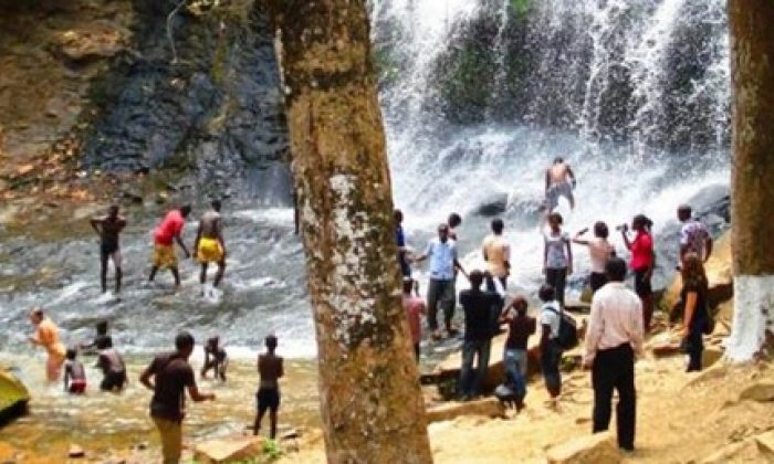 Gana’da yıkılan ağaç 20 kişiyi canından etti