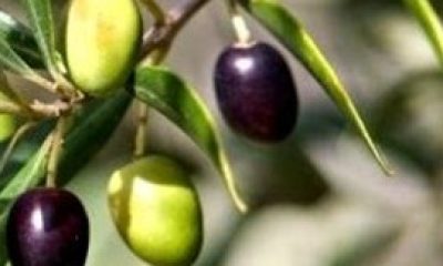 Faruk Özlü’den önemli düzenleme açıklaması