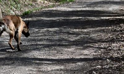 Köpeklerden kaçarken düşüp öldü