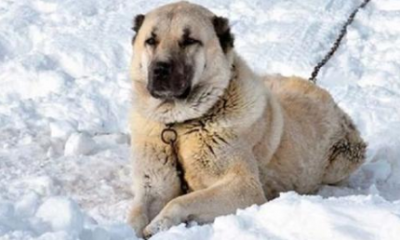 Bulduğu kangala sahip çıktı başına gelmeyen kalmadı
