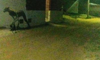 Vatandaşlar korku içinde! Akşam saatlerinde görüntülendi…