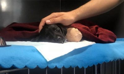 Ayakları kesilen köpek için dünya ne tepki gösterirdi?