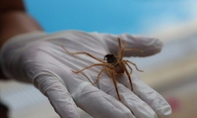 Bodrum’da ‘Sarı Kız’ böceği tedirginliği