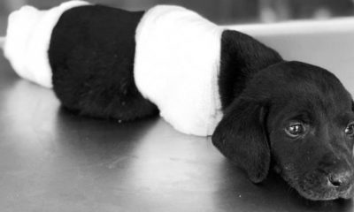 Sapanca’daki vahşet sonrası sosyal medya isyan etti