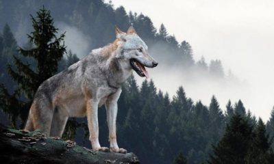 Kurt katili ayağa kaldırdı…