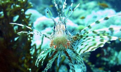 Balon’dan sonra şimdi de Aslan Balığı…