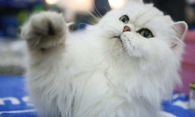 Herkes bu şişman kediyi konuşuyor! Kilo verdi olay oldu