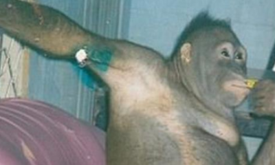 5 yıl boyunca genelevde seks kölesi yapılan orangutan kurtarıldı!
