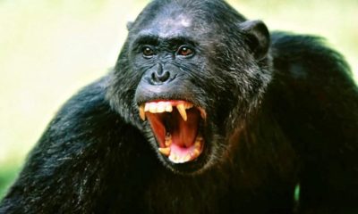 Annesinin kucağındaki 12 günlük bebeği kaçırıp öldürdü