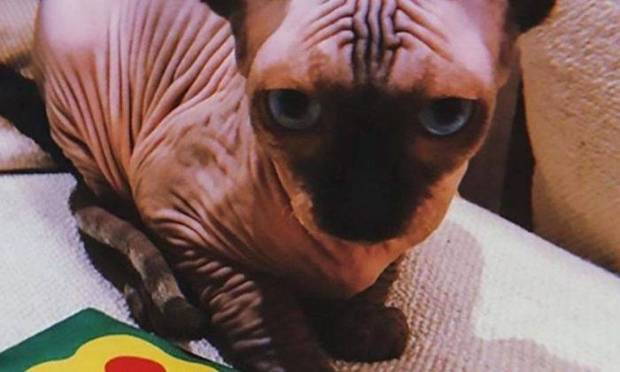 Juventus’un yıldızı Cristiano Ronaldo’nun yeni kedisinin fiyatı şoke etti!