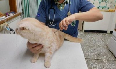 Vicdansız adam kedisini barınağa postayla gönderdi