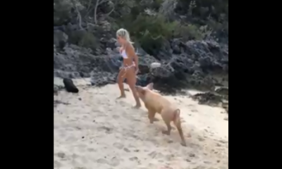 Michelle Lewin fotoğraf çekimi sırasında domuzların saldırısına uğradı