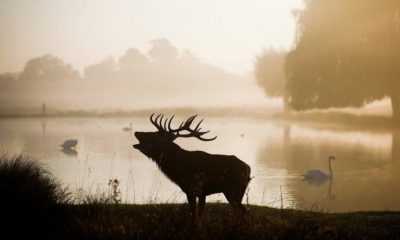 26 eyalete yayıldı… Hayvanları zombiye çeviyor!