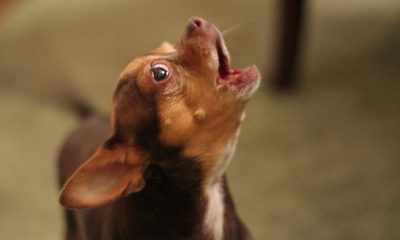 Belediye köpeklerin havlamasını yasakladı