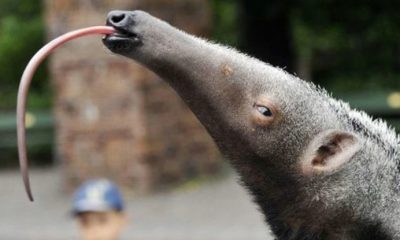 Korkunç! 30 ton karıncayiyen eti ele geçirildi