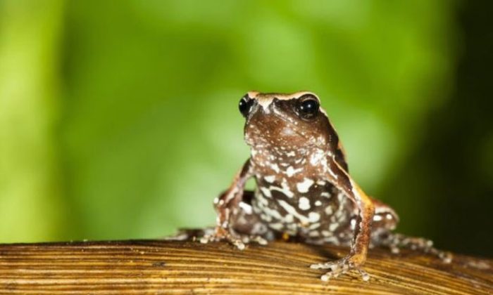 Yeni bir kurbağa türü keşfedildi