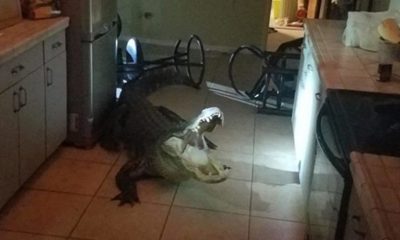 Akılalmaz olay… Su içmeye kalktı, gözlerine inanamadı!