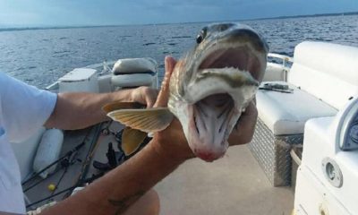 Balıkçılar gözlerine inanamadı: Oltaya takılan balık şaşırttı