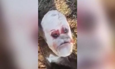 Görenleri dehşete düşürdü: Tıpkı insan