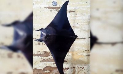 Antalya Körfezi’nde ‘şeytan vatozu’ ilk kez görüldü