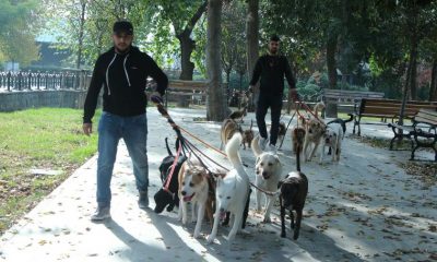 Köpekleri gezdiriyor, ayda 5-6 bin lira kazanıyorlar…