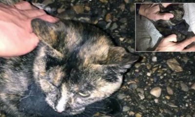 Rusya’da cezaevine uyuşturucu taşıyan kurye kedi gözaltına alındı