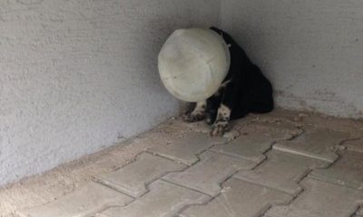 Yavru köpeği başına plastik bidon geçirip, ölüme terk ettiler