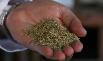 Kekikte ‘uçucu yağ’ hilesi