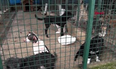 Ordu’da, barınakta tepki çeken görüntülere belediyeden açıklama