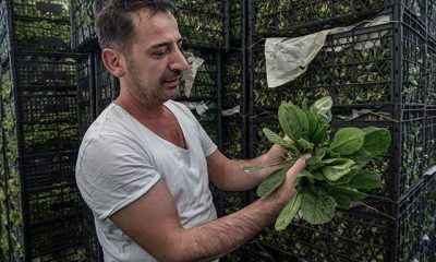 Vatandaşlarımız gönül rahatlığı ile ıspanak tüketebilirler