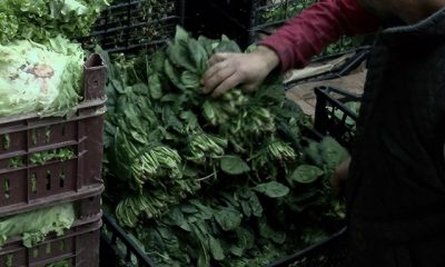 İl Tarım ve Orman Müdürlüğü: Ispanak içerisinde yabancı ot tespit edildi