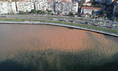 İzmir Körfezi, kahverengiye döndü