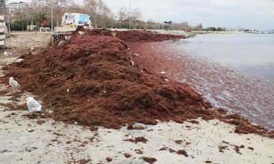 Caddebostan sahilini kırmızı yosunlar sardı