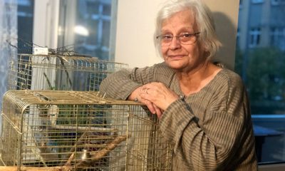 Yaralı kargaya evinde besleyen kadına bin 294 lira ceza