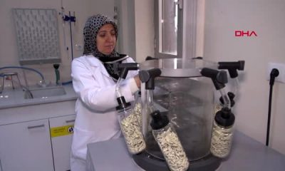 Çaşır bitkisinden diyabetik yaraları için krem ve sprey ürettiler