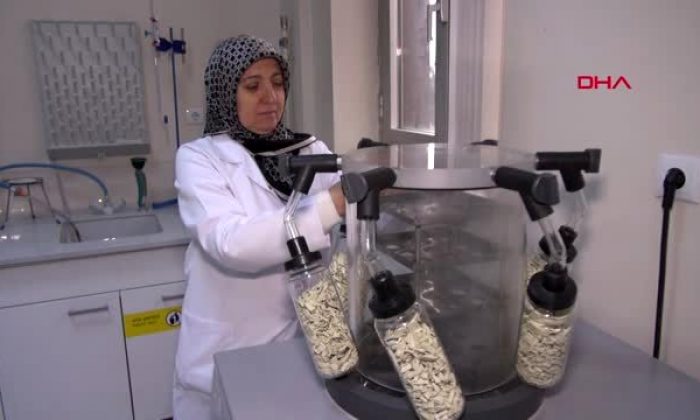 Çaşır bitkisinden diyabetik yaraları için krem ve sprey ürettiler