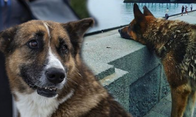 Ölen sahibinin dönmesini 9 yıldır bekliyor…