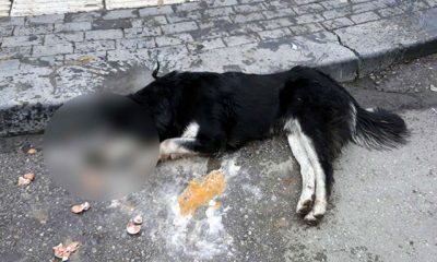 Ankara’da 20 sokak hayvanı zehirlenerek öldürüldü