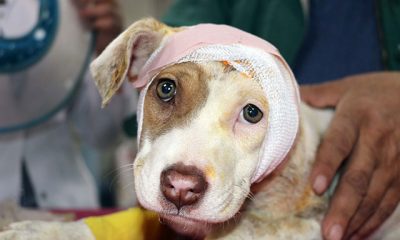 Kulağını kestikleri köpeği, çuvalla dernek kapısına bıraktılar