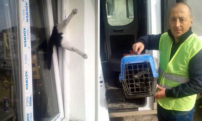 Pencerede sıkışan kediyi itfaiye kurtardı