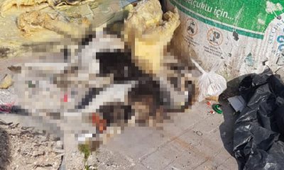 Çöpte bir kısmı yanmış köpek ölüsü bulundu
