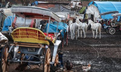 İBB, Adalar’daki fayton ve atları kamulaştıracak