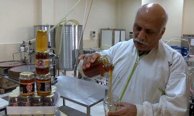 Maydanoz balı, ilgi görmeyince atlara yediriliyor