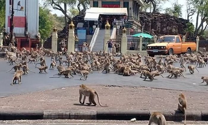 Tayland’da koronavirüsü yüzünden aç kalan maymunlar şehri bastı