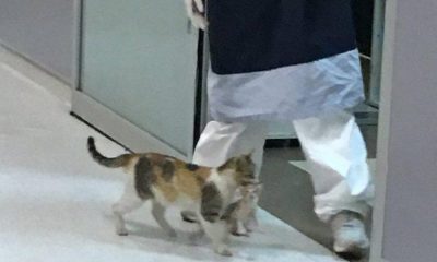 Acil servisten içeriye giden kedi herkesi şaşkına çevirdi!