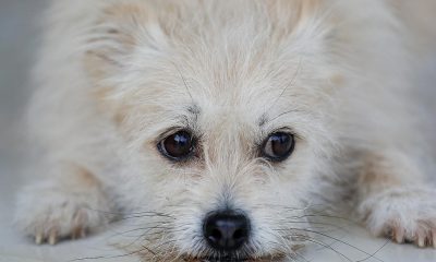 Köpekleri olduğu için sokağa çıkabilen Ruslar, hayvan dostlarını kiralıyor