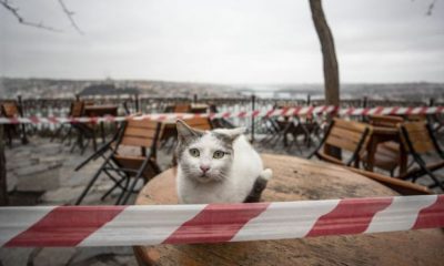 Veterinerlerden koronavirüs uyarısı: ‘Kedilerinizi evde tutun’