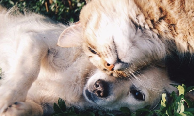 İnsanlar’dan corona kedi ve köpeklere bulaşabiliyor!