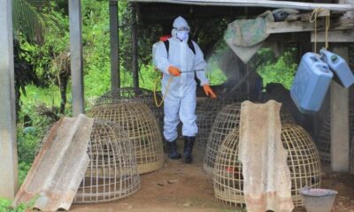 Resmen açıkladılar: H5N8 salgını tespit edildi