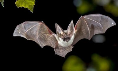 Çin’den corona virüsü itirafı!